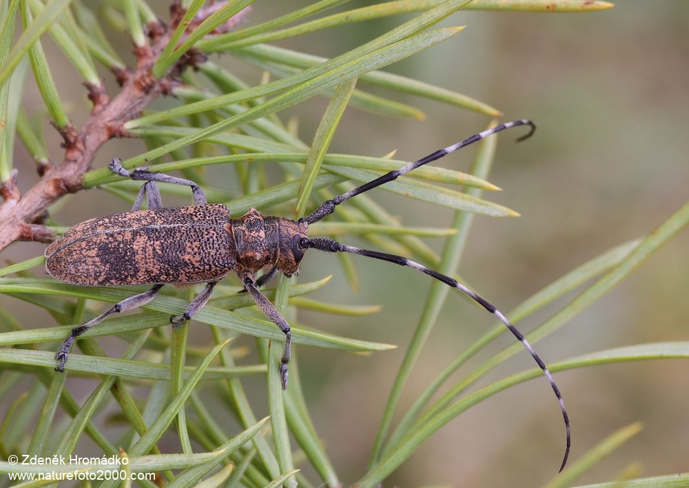 , Monochamus galloprovincialis pistor, Lamiini, Cerambycidae (Beetles, Coleoptera)